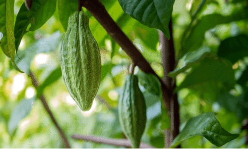 കൊക്കോക്ക്‌ ചരിത്ര നേട്ടം; റബർ ക്ഷാമം രൂക്ഷം