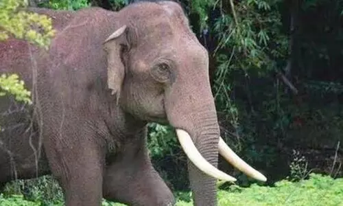 elephant 876675765 elephant 876675765