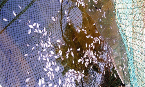 കൊല്ലം ജില്ലയിലെ മത്സ്യകര്‍ഷകര്‍ പ്രക്ഷോഭത്തിലേക്ക്