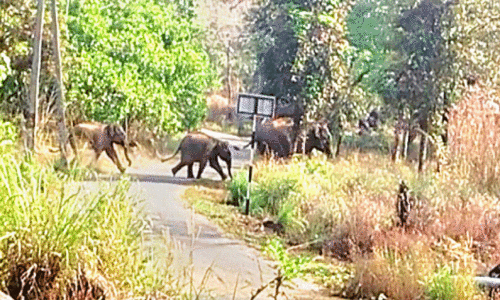 ആറളം ഫാമിലെ കാട്ടാനയെ തുരത്തൽ; ഒന്നാംഘട്ടം വിജയം ആറളം ഫാമിലെ കാട്ടാനയെ തുരത്തൽ; ഒന്നാംഘട്ടം വിജയം