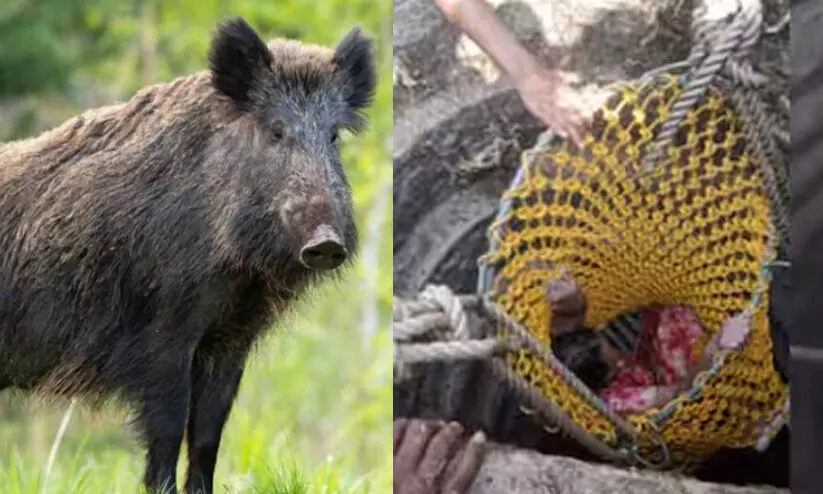 wild boar 9887567 wild boar 9887567