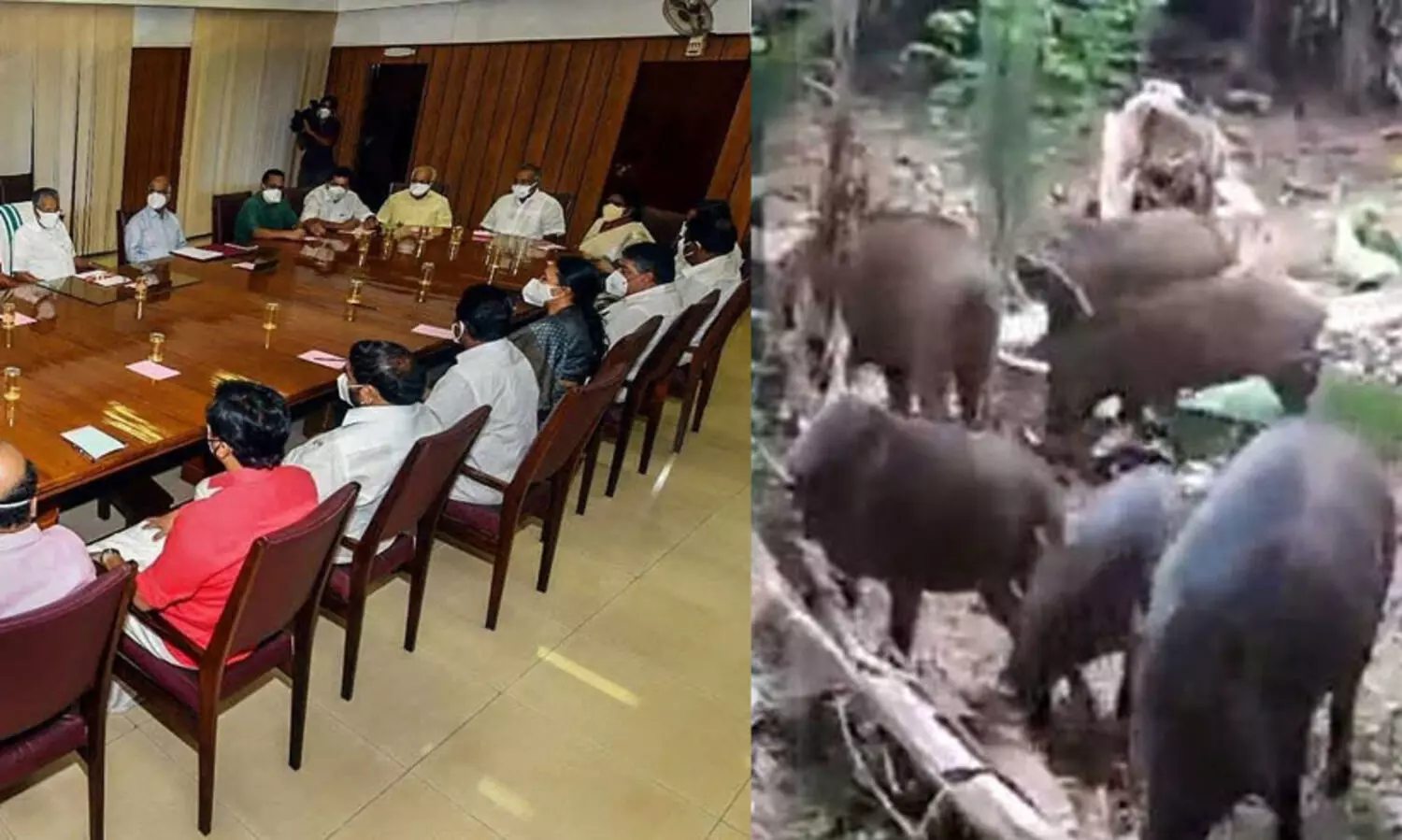 കാട്ടുപന്നികളെ നശിപ്പിക്കാനുള്ള ഉത്തരവ് ഒരു വര്‍ഷത്തേക്ക് ദീര്‍ഘിപ്പിക്കാൻ മന്ത്രിസഭ തീരുമാനം