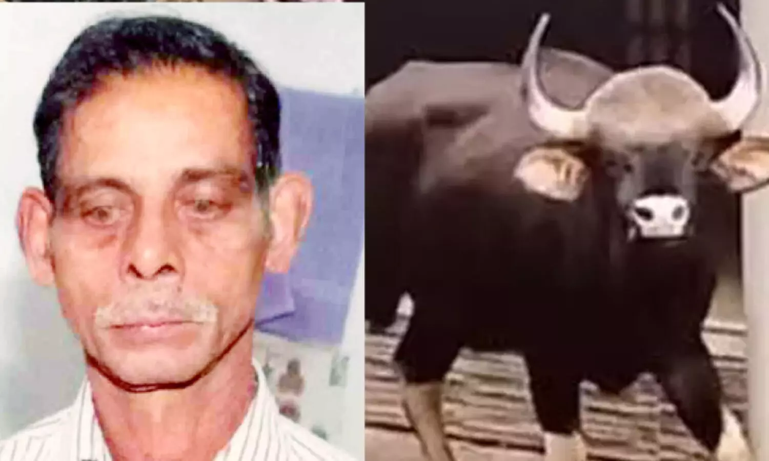 കക്കയത്ത് കർഷകനെ കൊന്ന കാട്ടുപോത്തിനെ കൊല്ലാൻ ഉത്തരവ്