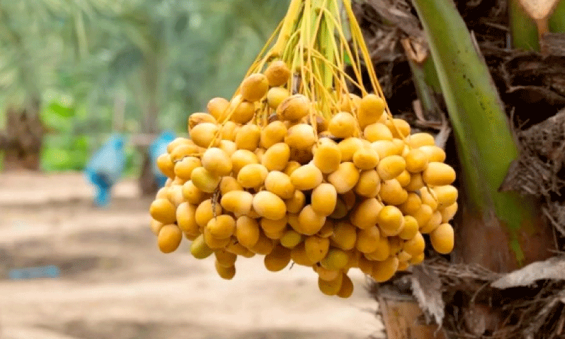 saudi dates saudi dates