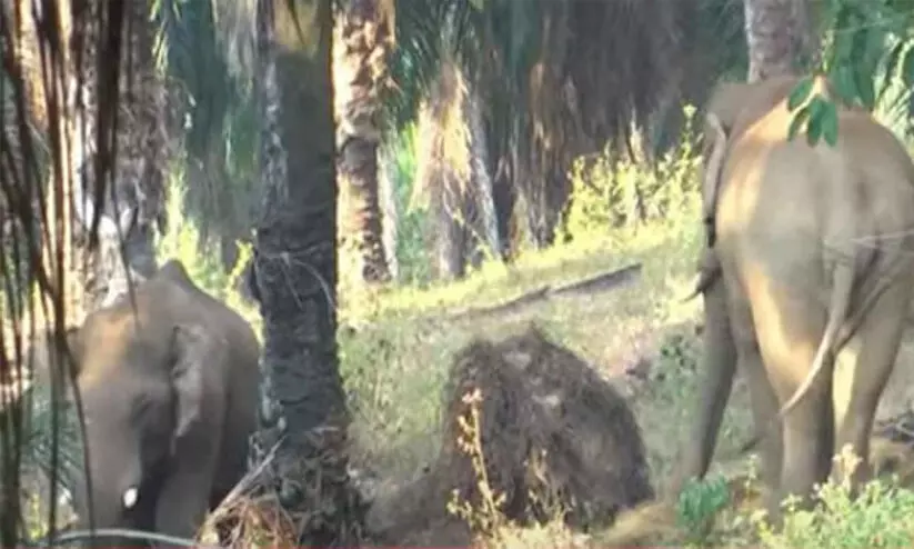 wild elephant wild elephant