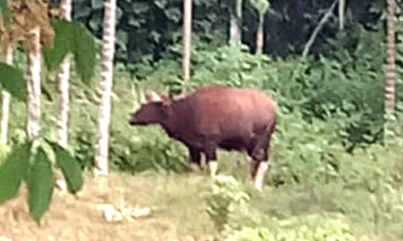 കാട്ടുപോത്തുകള് കാട്ടുപോത്തുകള്