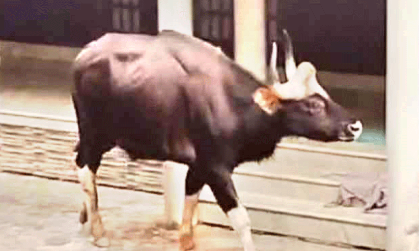 കാട്ടുപോത്ത് കാട്ടുപോത്ത്