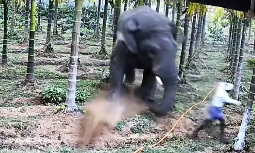 Wild elephant attack in Hassan Wild elephant attack in Hassan