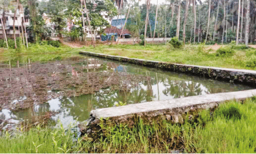 Kanakkumpadam pond,