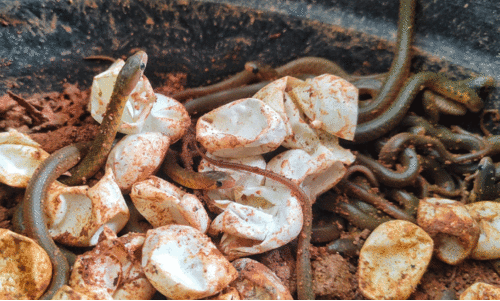 നീ​ർ​ക്കോ​ലി കു​ഞ്ഞു​ങ്ങ​ൾ