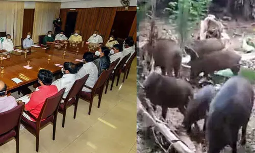 കാട്ടുപന്നികളെ നശിപ്പിക്കാനുള്ള ഉത്തരവ് ഒരു വര്‍ഷത്തേക്ക് ദീര്‍ഘിപ്പിക്കാൻ മന്ത്രിസഭ തീരുമാനം