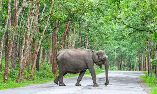 സ​ർ​ക്കാ​റി​ന്‍റെ സ​ത്യ​വാ​ങ്​​മൂ​ലം; വയനാട്ടിൽ നിരവധി പദ്ധതികൾ