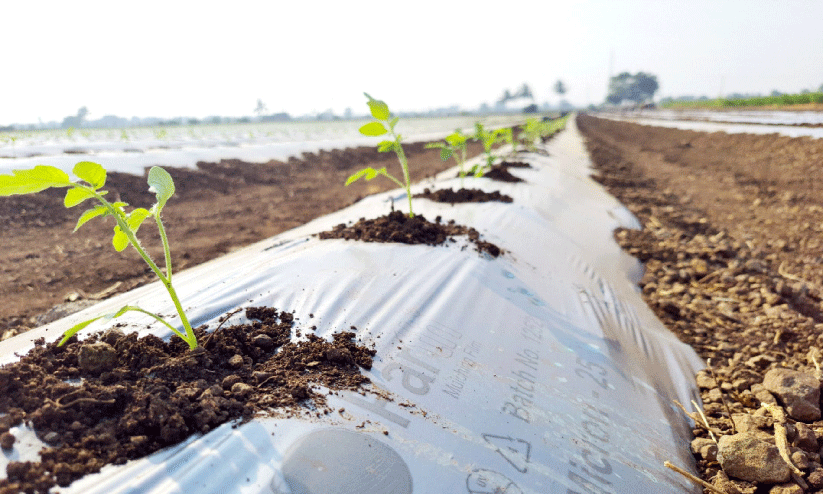 കൃഷിക്ക് ഇനി മള്‍ച്ചിങ് സ്റ്റൈൽ