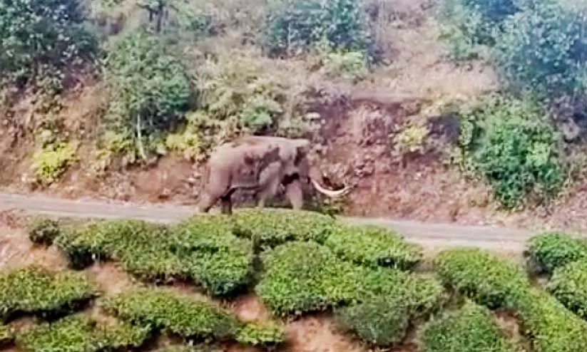 elephant elephant