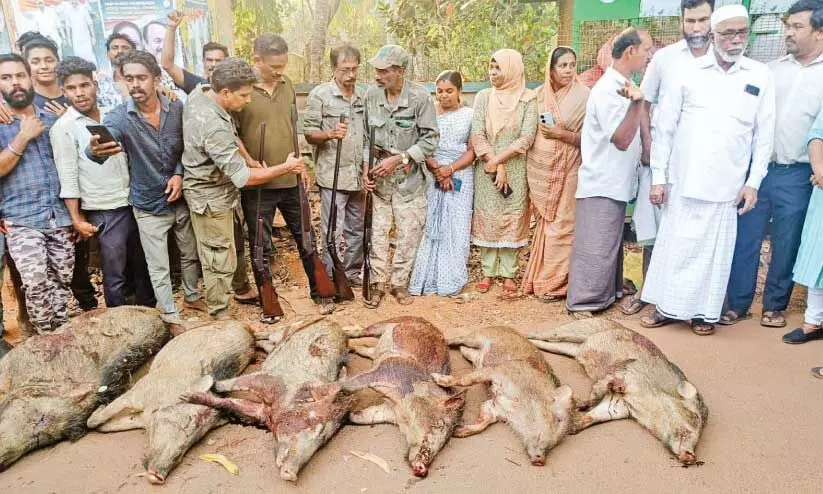 പന്നികൾ പന്നികൾ