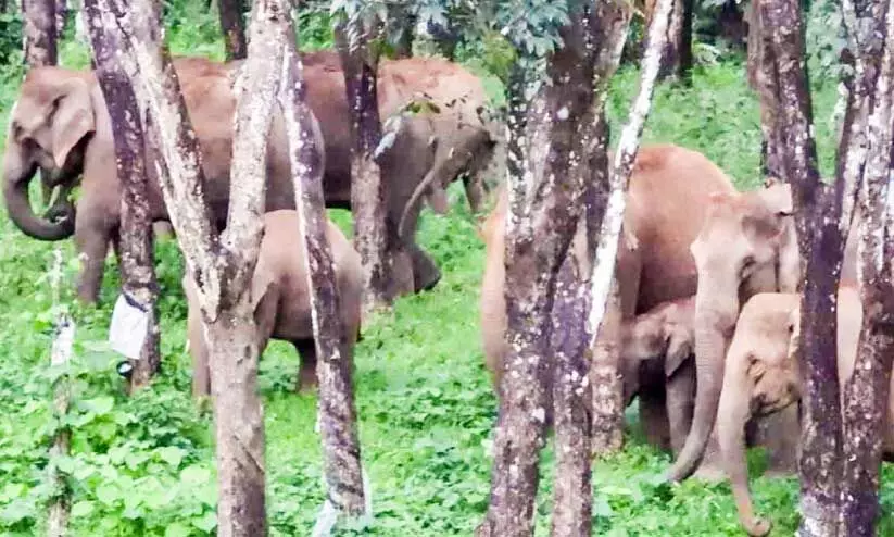 wild elephant wild elephant