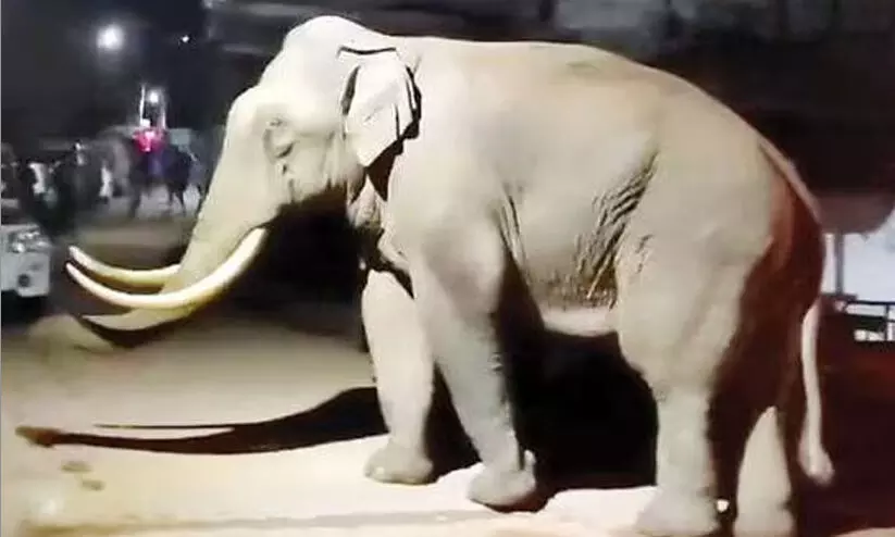 ഓട്ടോക്ക്​ നേരെ പടയപ്പ; യാത്രക്കാർ ഇറങ്ങിയോടി