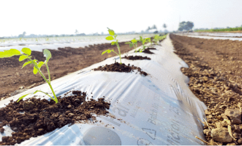 കൃഷിക്ക് ഇനി മള്‍ച്ചിങ് സ്റ്റൈൽ