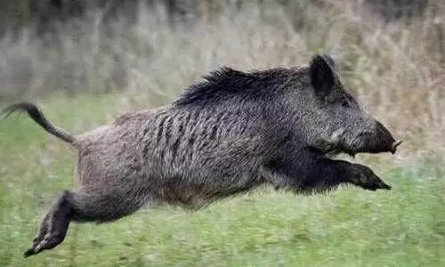 wild boar