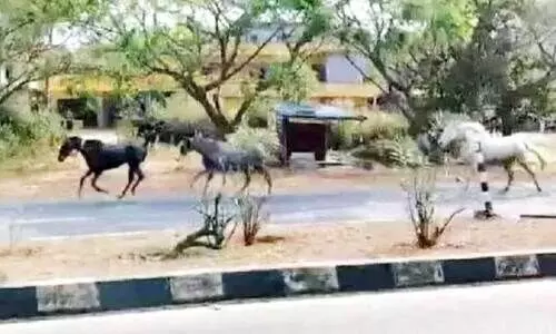 കു​തി​ര​ക​ൾ