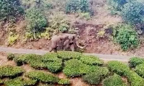 elephant elephant