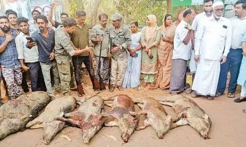 പ​ന്നിക​ൾ