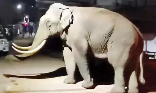 ഓട്ടോക്ക്​ നേരെ പടയപ്പ; യാത്രക്കാർ ഇറങ്ങിയോടി