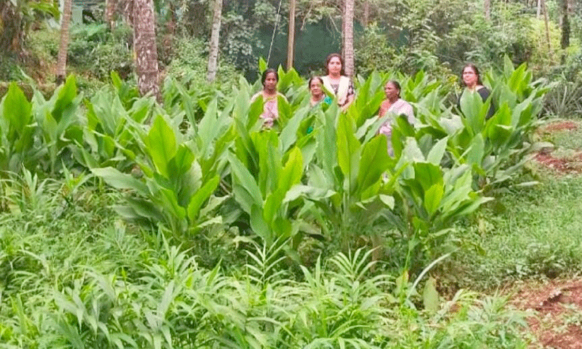 women in farm women in farm