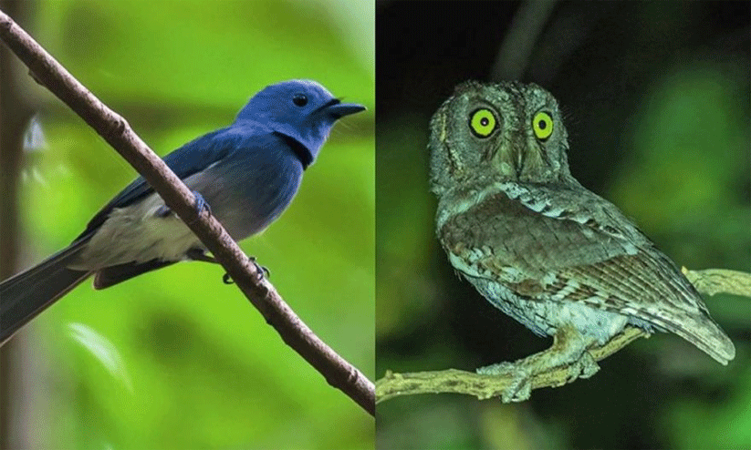 കോ​ന്നി വ​ന​ങ്ങ​ളി​ല്‍ വ​ന​പ​ക്ഷി സ​ര്‍വേ പൂ​ര്‍ത്തി​യാ​യി; ക​ണ്ടെ​ത്തി​യ​ത് 168 ഇനം പ​ക്ഷി​ക​ളെ