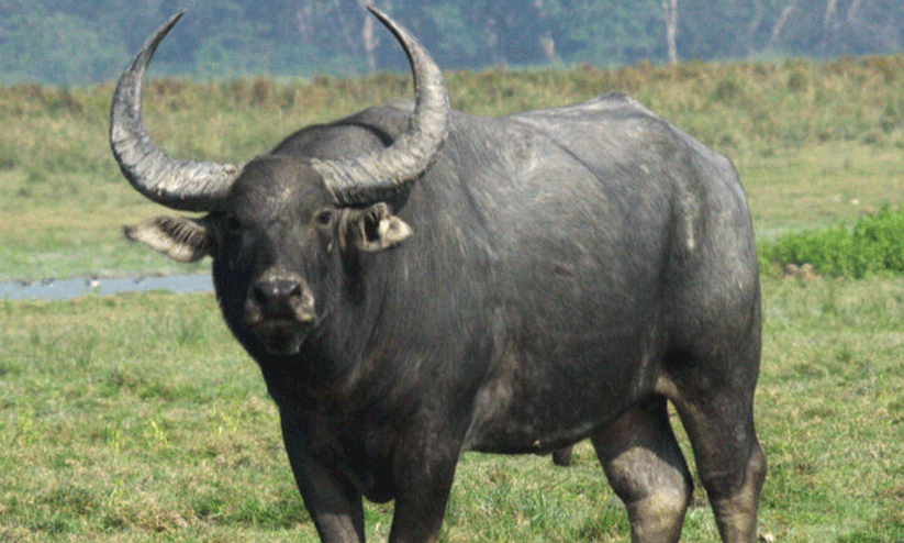 wild buffallo threat