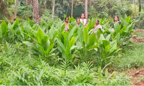 women in farm women in farm