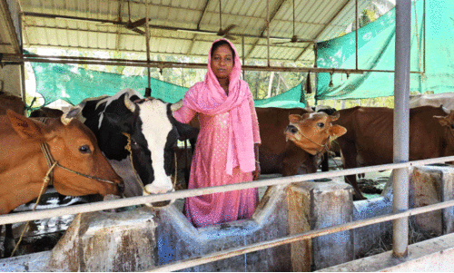 aneesha with cows in farm