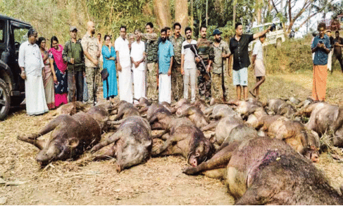 ആ​ന​ക്ക​ര​യി​ല്‍ 31 പ​ന്നി​ക​ള്‍ക്ക് കൂ​ട്ട​ക്കു​രു​തി