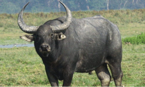 wild buffallo threat