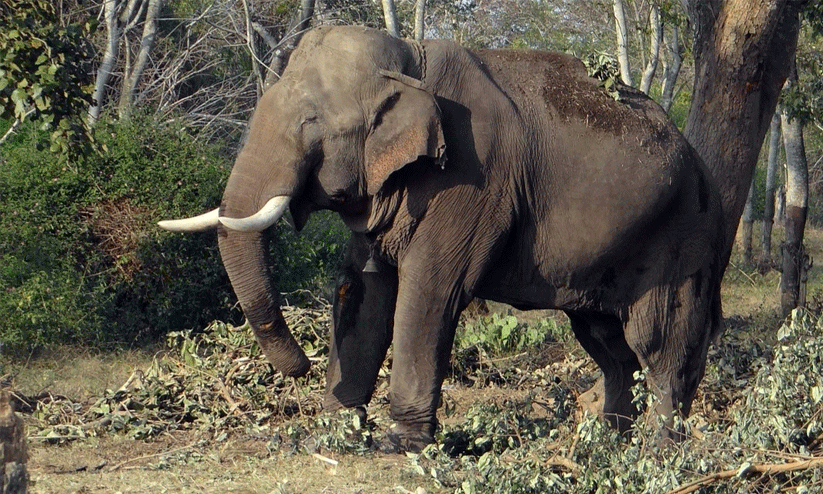 man-animal conflict man-animal conflict