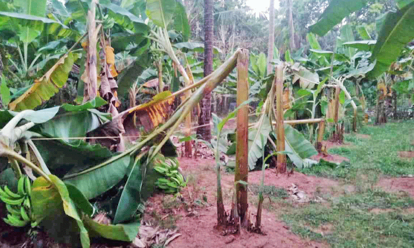 Farmers banana crop destroyed in Mantrathur Farmers banana crop destroyed in Mantrathur