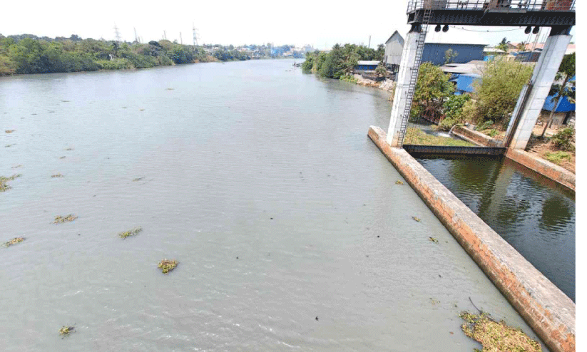 പെരിയാറിൽ ജലത്തിന് പാൽ നിറം; മത്സ്യങ്ങൾ ചത്തുപൊങ്ങി പെരിയാറിൽ ജലത്തിന് പാൽ നിറം; മത്സ്യങ്ങൾ ചത്തുപൊങ്ങി
