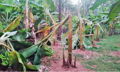 Farmers banana crop destroyed in Mantrathur