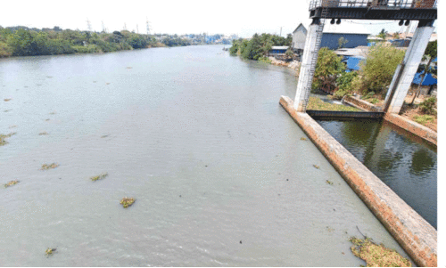 പെരിയാറിൽ ജലത്തിന് പാൽ നിറം; മത്സ്യങ്ങൾ ചത്തുപൊങ്ങി
