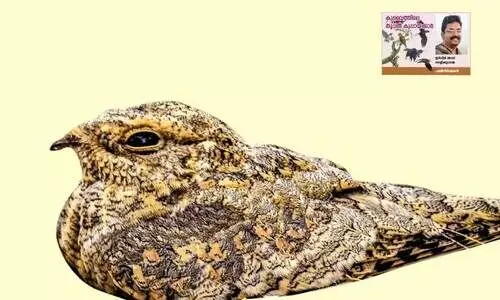 egyptian nightjar