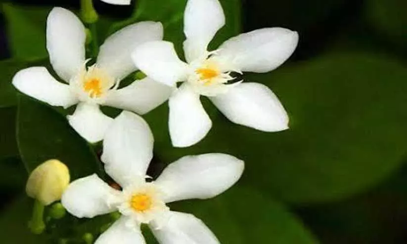 Sri Lankan Jasmine