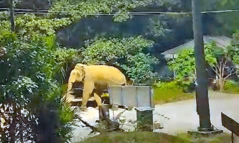 wild elephant at kakkayam dam
