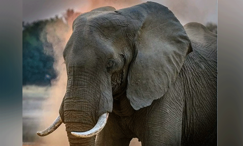 wild elephant attack wild elephant attack