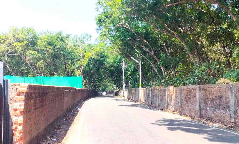 തണൽവിരിച്ച കളമശ്ശേരിയിലെ ഏക പച്ചപ്പും നഷ്ടമാകുന്നു തണൽവിരിച്ച കളമശ്ശേരിയിലെ ഏക പച്ചപ്പും നഷ്ടമാകുന്നു