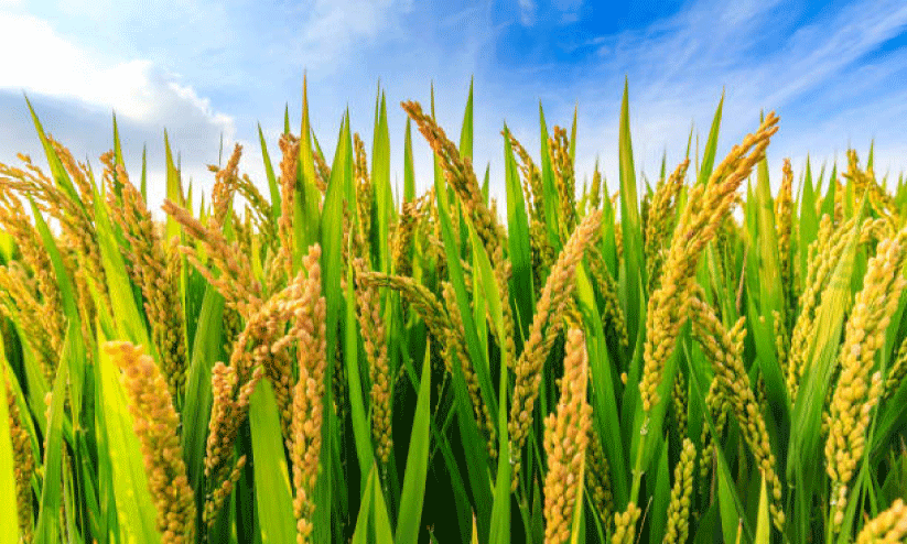 സർക്കാർ വാഗ്ദാനങ്ങൾ പതിരാവില്ലെന്ന പ്രതീക്ഷയിൽ നെൽകർഷകർ