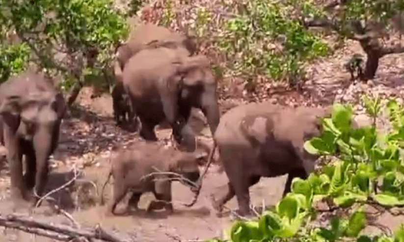 wild elephants at aaralam farm