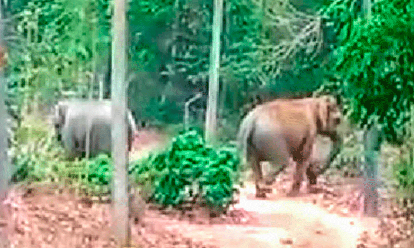 elephant herd elephant herd