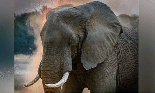 wild elephant attack