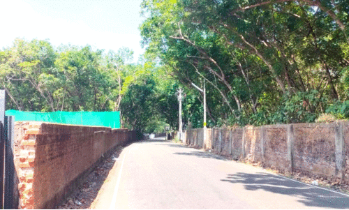 തണൽവിരിച്ച കളമശ്ശേരിയിലെ ഏക പച്ചപ്പും നഷ്ടമാകുന്നു