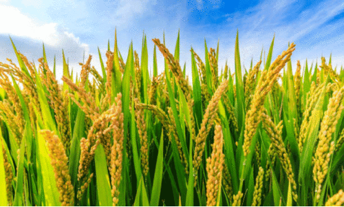 സർക്കാർ വാഗ്ദാനങ്ങൾ പതിരാവില്ലെന്ന പ്രതീക്ഷയിൽ നെൽകർഷകർ